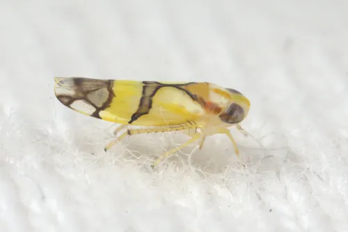 Tabebuia Leafhopper