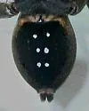 Rabidosa carrana