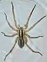 Rabidosa carrana - photo 2