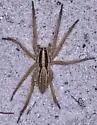Rabidosa carrana - photo 4