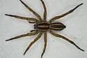 Rabidosa carrana - photo 5