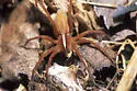 Rabidosa hentzi - photo 5