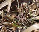 Dotted Wolf Spider