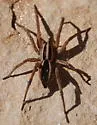 Dotted Wolf Spider - photo 2