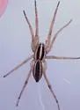Dotted Wolf Spider - photo 3