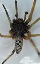 Dotted Wolf Spider - photo 4