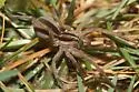 Dotted Wolf Spider - photo 5