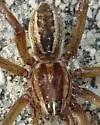 Rabid Wolf Spider - photo 2