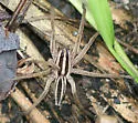 Rabid Wolf Spider - photo 3