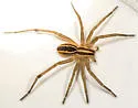 Rabid Wolf Spider - photo 4