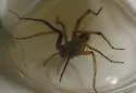 Rabid Wolf Spider - photo 5