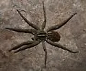 Rabidosa santrita
