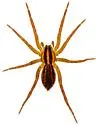Rabidosa santrita - photo 3
