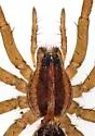 Rabidosa santrita - photo 5