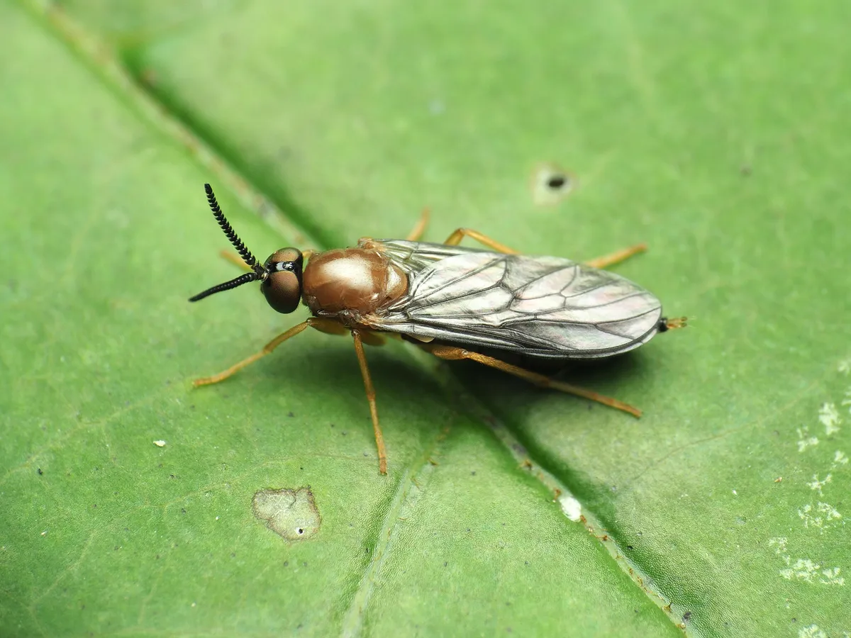 Rachicerus fulvicollis - photo 2