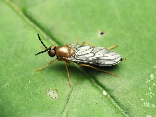 Rachicerus fulvicollis - photo 3