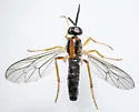 Rachicerus honestus