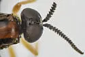 Rachicerus honestus - photo 2