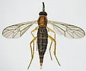 Rachicerus honestus - photo 3
