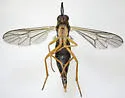 Rachicerus honestus - photo 4