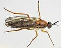 Rachicerus honestus - photo 5