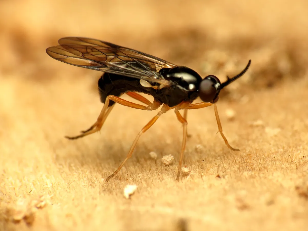 Rachicerus nitidus - photo 2