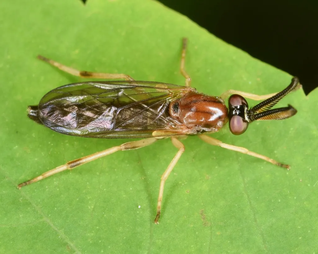 Rachicerus obscuripennis - photo 2