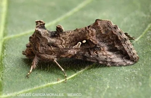 Gray Looper Moth - Hodges#8895 - Rachiplusia ou