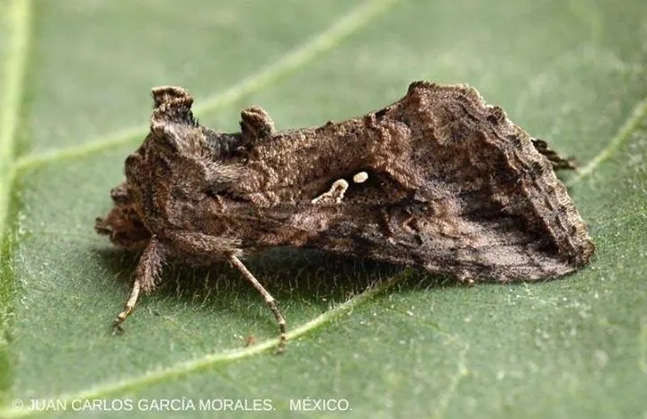 Gray Looper Moth - Hodges#8895 - photo 2
