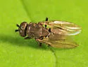Rachispoda barbata - Rachispoda barbata
