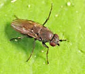 Rachispoda barbata - photo 2