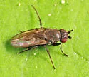 Rachispoda barbata - photo 3