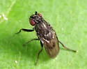 Rachispoda fumipennis