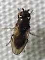 Rachispoda fuscipennis