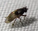 Rachispoda fuscipennis - photo 2