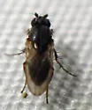 Rachispoda fuscipennis - photo 3