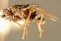 Rachispoda fuscipennis - photo 4