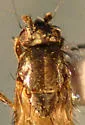 Rachispoda fuscipennis - photo 5