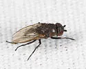 Rachispoda michigana