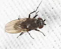Rachispoda michigana - photo 2