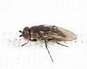 Rachispoda michigana - photo 3