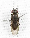 Rachispoda michigana - photo 4
