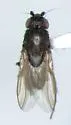 Rachispoda richardsi