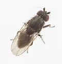 Rachispoda spuleri