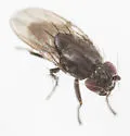 Rachispoda spuleri - photo 2