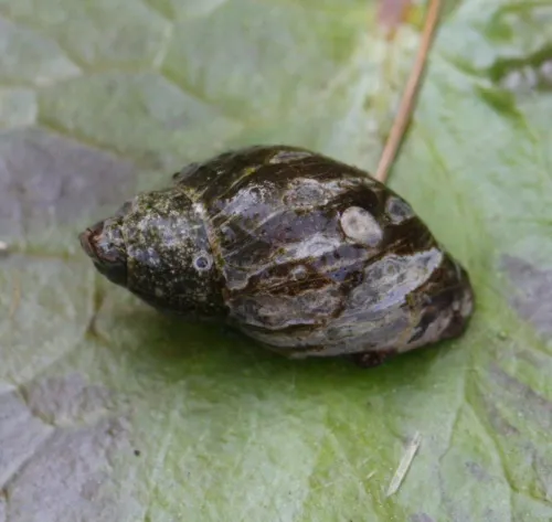 Radix labiata