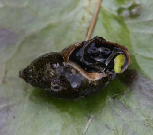 Radix labiata - photo 2