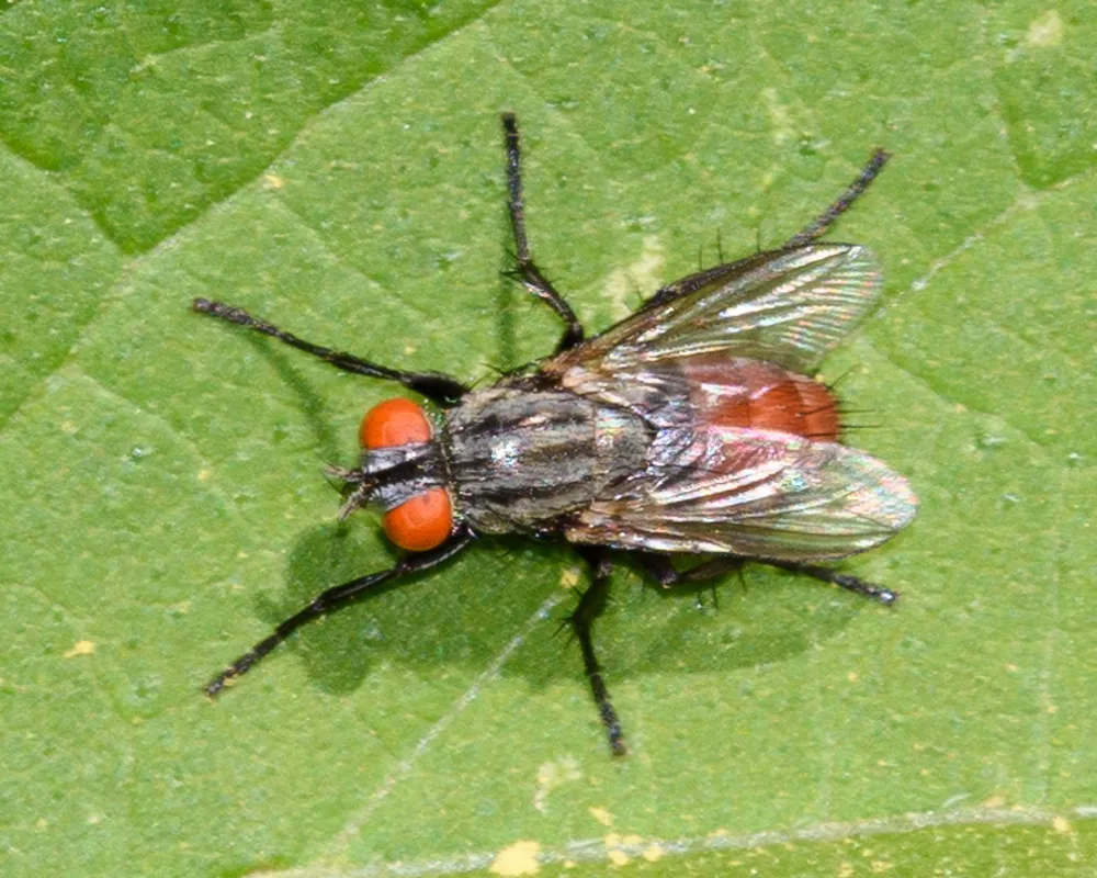 Rafaelia rufiventris