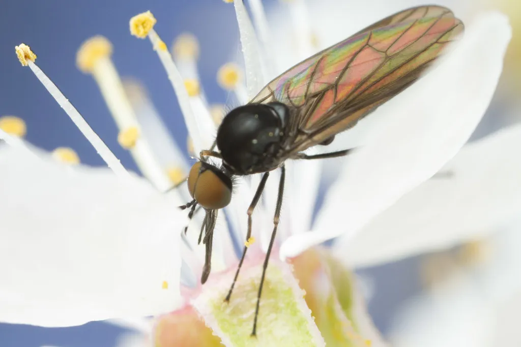 Ragadidae - photo 2