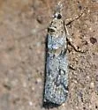 Ragonotia dotalis - Hodges#5902